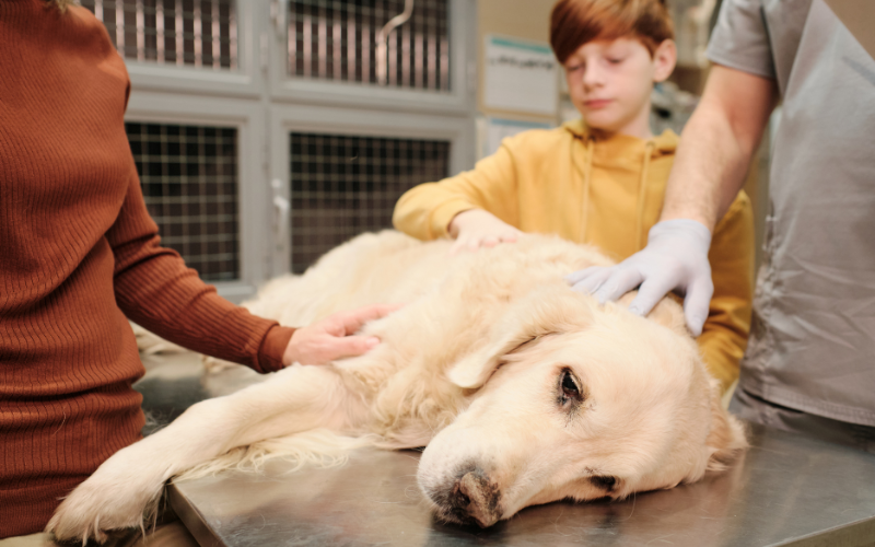 golden retriever laying on vet table