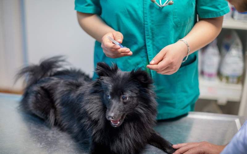 Understanding Diabetes in Pets: Top Complications to Watch For