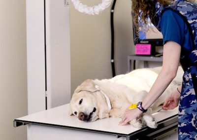 Labrador Retriever Receiving X-Ray