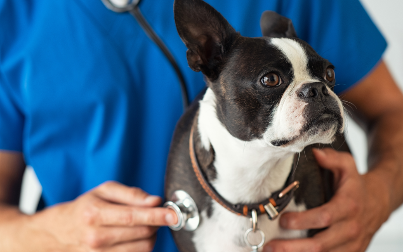 Boston terrier dog getting his heart checked by veterinarian with stethoscope