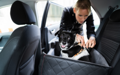 Buckle Up: Pet Travel Safety