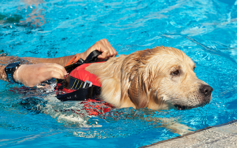 Pets and Water Safety: Avoiding Water Drowning and Dry Drowning